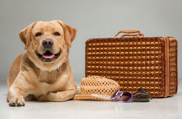 compare travel vet insurance for pets comparison