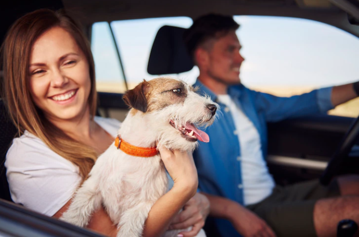 cheap travel health insurance plan for dogs